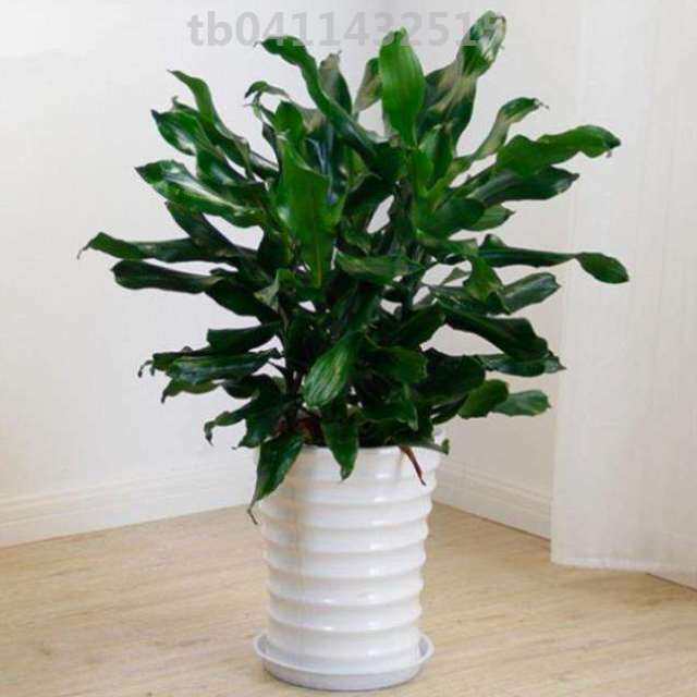 螺纹植物螺旋大型室内盆栽菲律宾铁树卷叶铁扭大型绿植