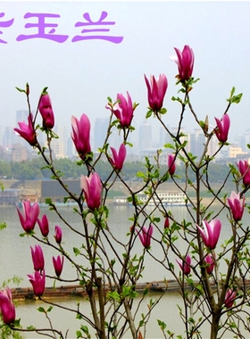 矮化玉兰树苗盆地栽盆景紫玉兰花苗