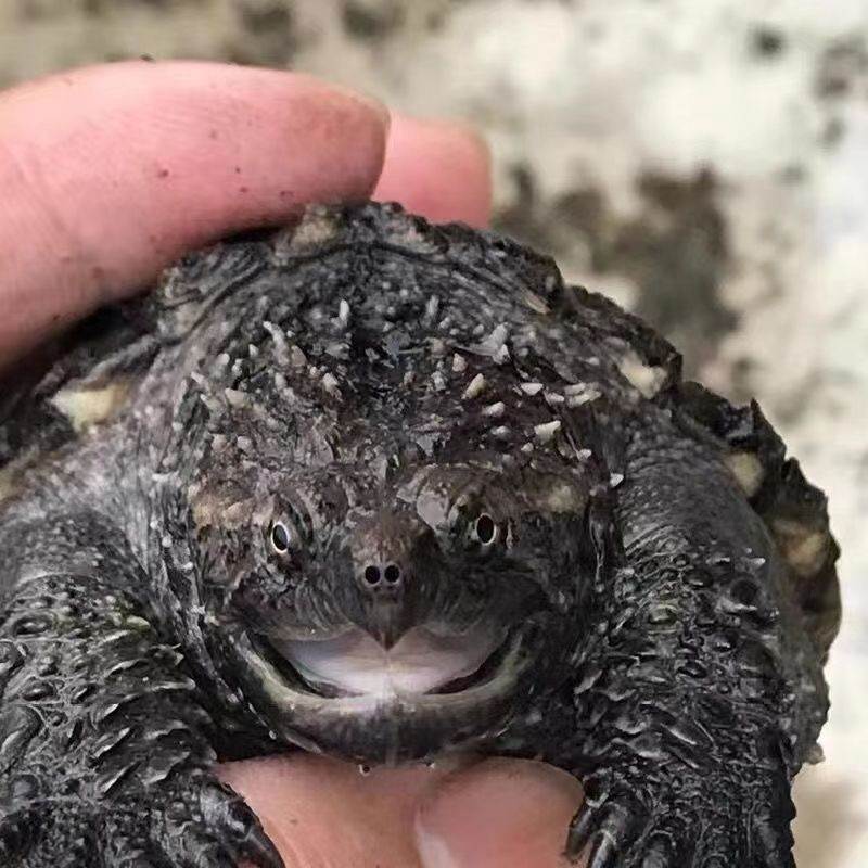 爆刺原种纯佛鳄龟霸气凶猛小鳄鱼龟苗宠物观赏龟