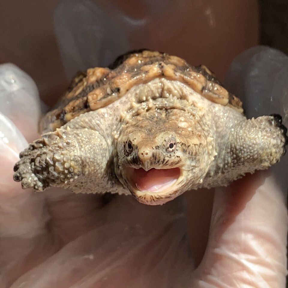 鳄龟北美活物肉食宠物小宠杂佛佛鳄龟苗小鳄观赏龟