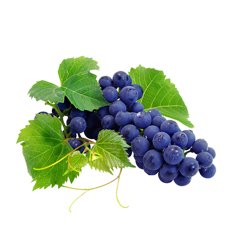 抗寒山葡萄东北冬天不下葡萄南方北方种果树苗果树