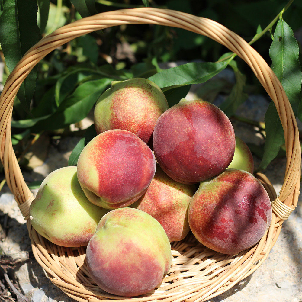 正宗青州蜜桃脆甜小毛桃山东小蜜脆桃新鲜水果桃