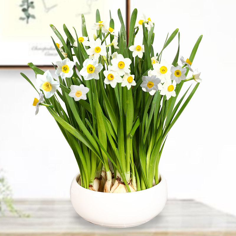 秋冬热播漳州水仙花大种球观花植物水培土养易活花卉种子绿植盆栽