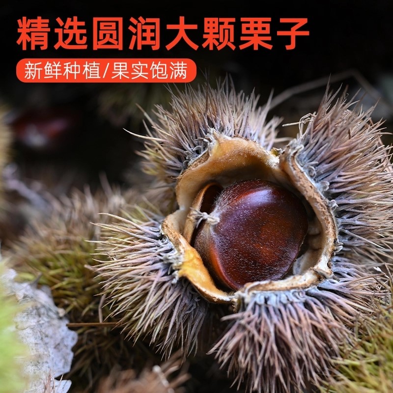 山东东临沂蒙山土特产食油栗仁去壳板栗礼盒盒装三角巾
