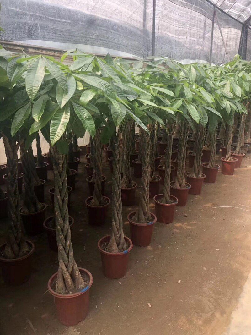 发财树辫子客厅室内大盆盆景绿植净化空气花卉盆栽绿植