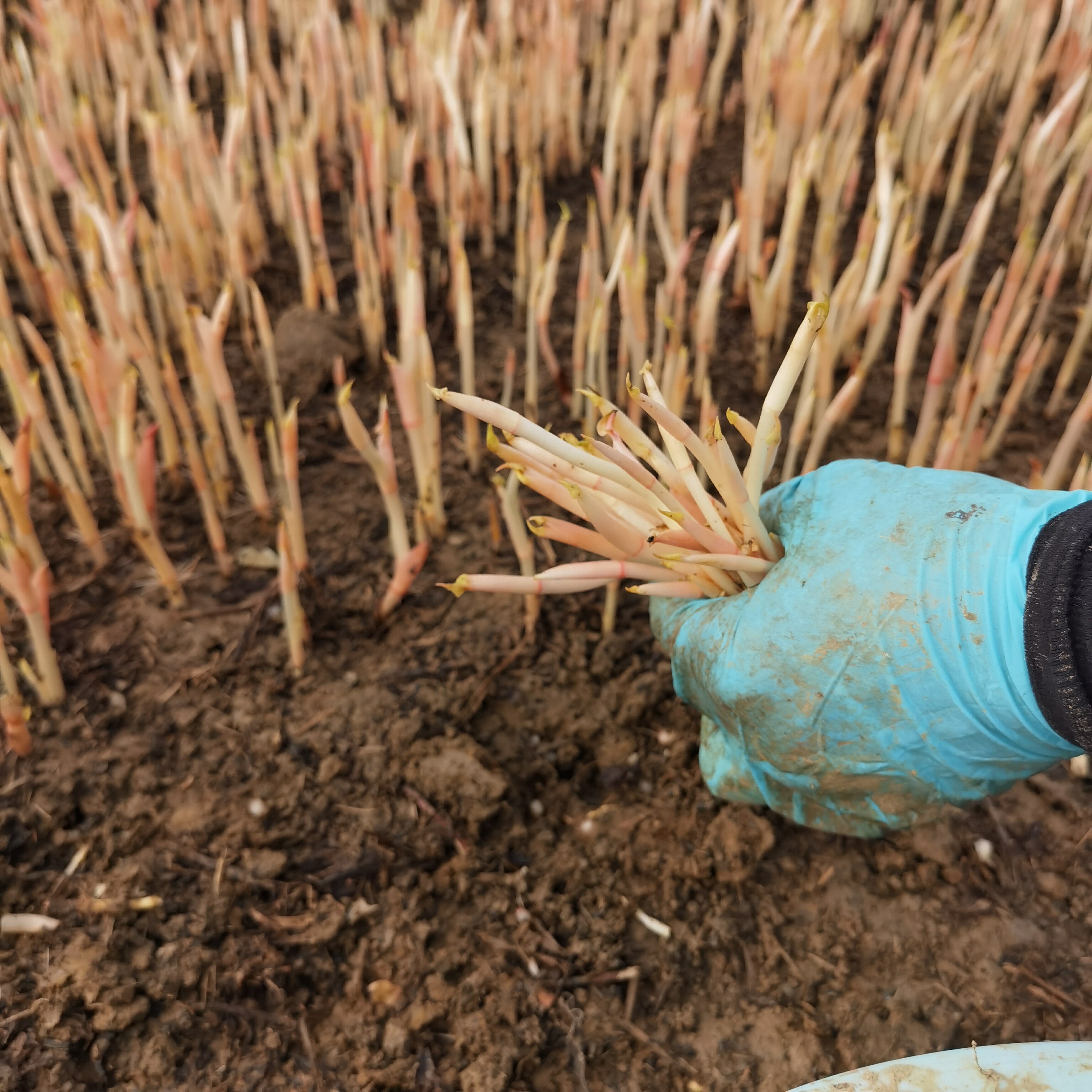 耳根3斤新鲜鱼腥嫩芽儿嫩野生叶子鱼腥草