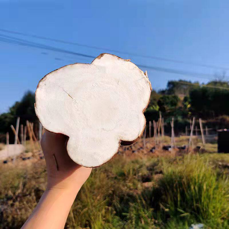 新鲜野葛根现挖现发无渣生吃葛根片粉葛葛薯柴葛其它