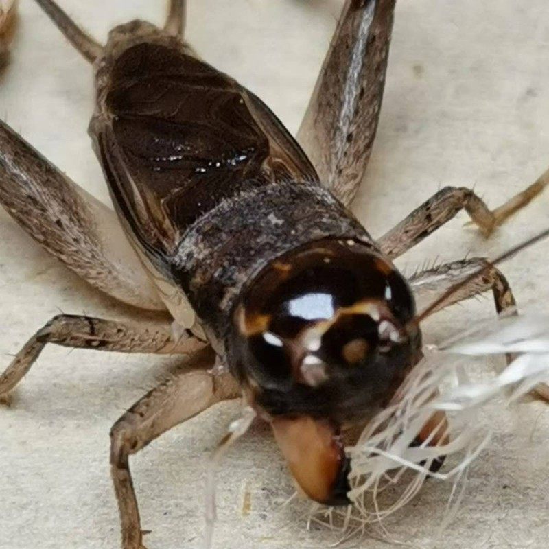 三尾蝈蝈鸣虫仿秋蟋蟀山东蛐蛐大牙蛐斗棚虫斗蟋蟀