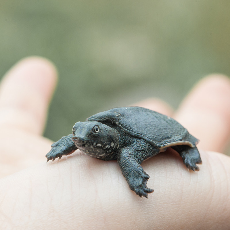 外塘养殖小甲鱼苗乌龟活物中华鳖水鱼王王八龟
