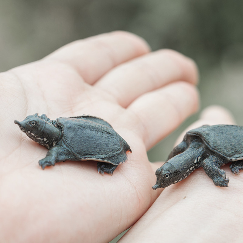 外塘养殖小甲鱼苗乌龟活物中华鳖水鱼王王八龟