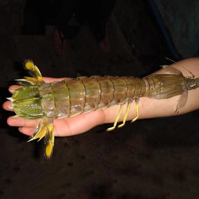 鲜活泰国富贵虾母虾带膏黄超大皮皮虾海鲜水产活虾