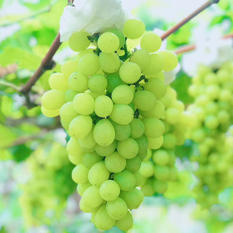 葡萄奶油提子当季提整串时令无籽净重1.2-1.5斤2斤葡萄