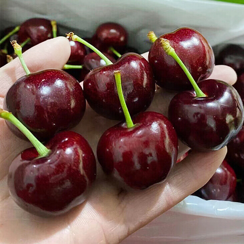 智利进口4j车厘子新鲜2j5礼盒3j整箱当季车厘子