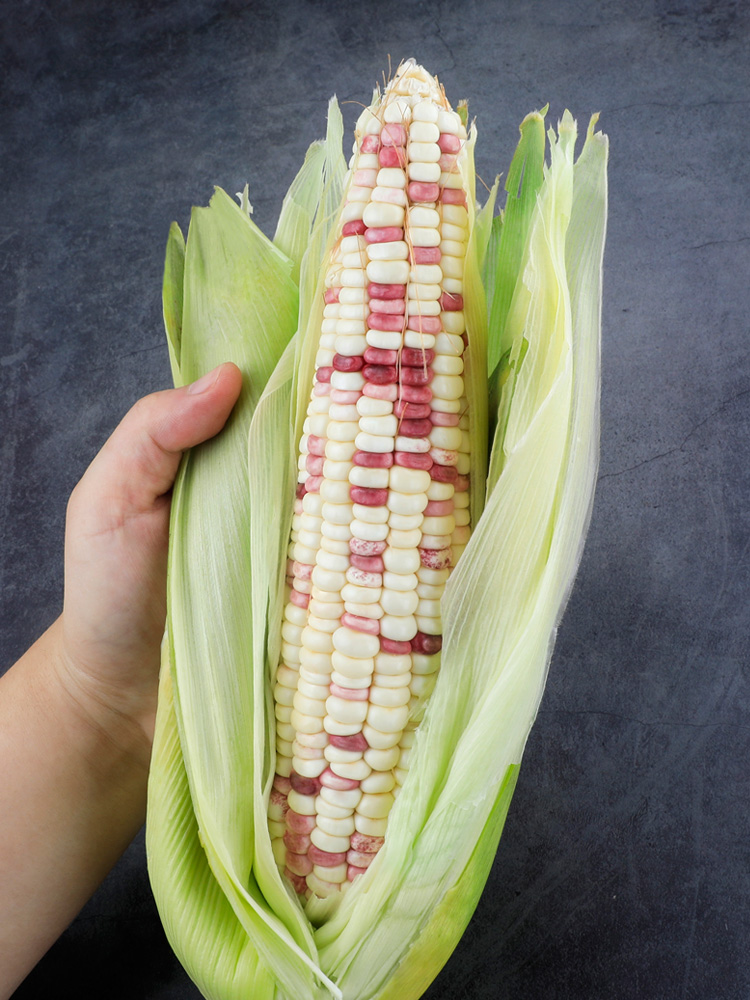 花糯玉米10斤新鲜蔬菜棒子包邮农家自种爆浆新鲜玉米