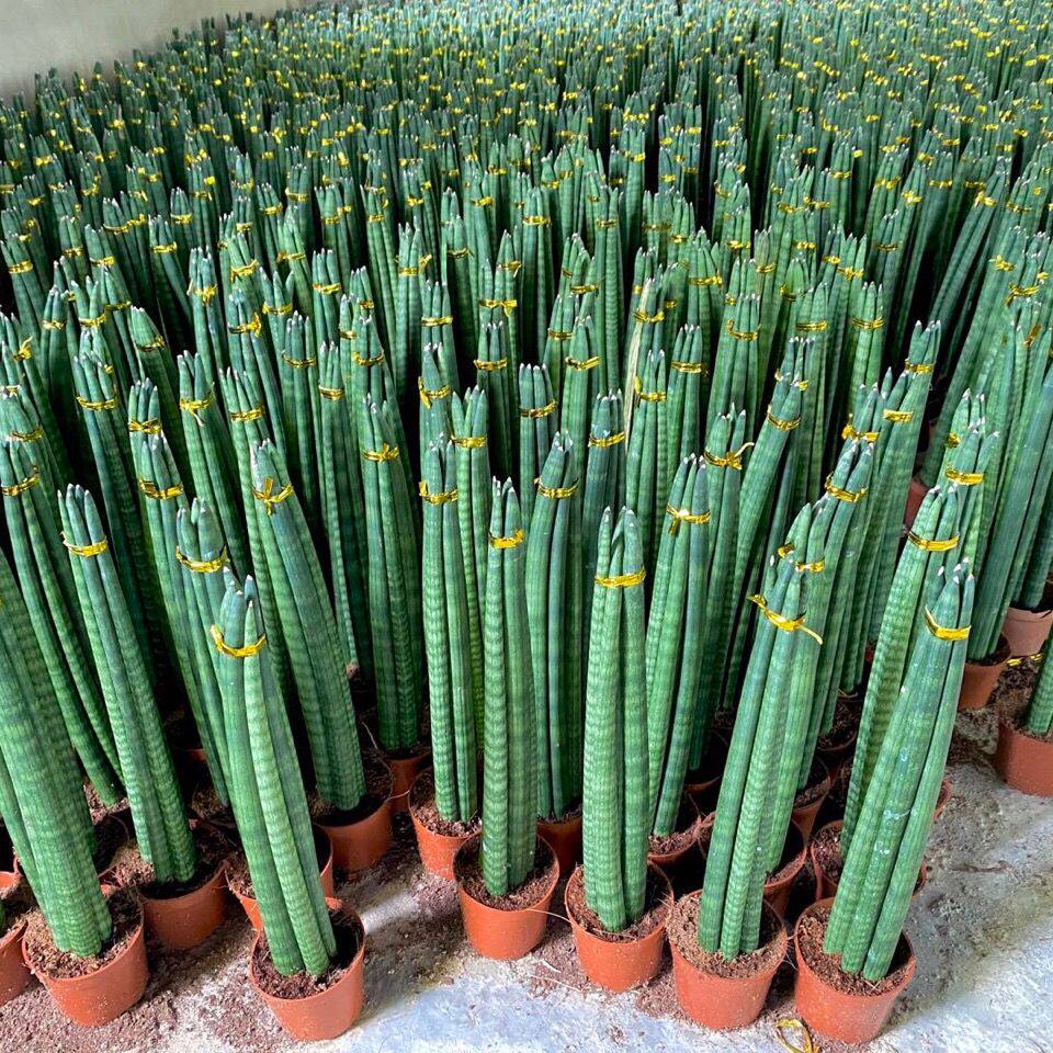 棒叶虎皮盆栽佛手虎尾办公室桌面好养幼儿园植物绿植