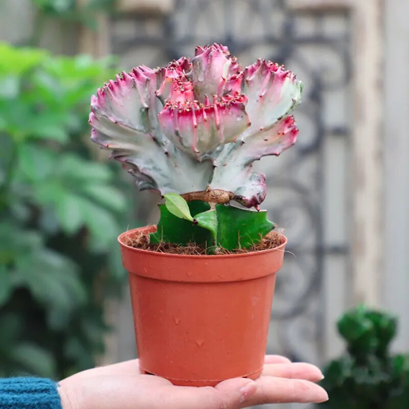 玉麒麟盆栽麒麟招财防辐射甲醛植物仙人掌盆景五指多肉植物