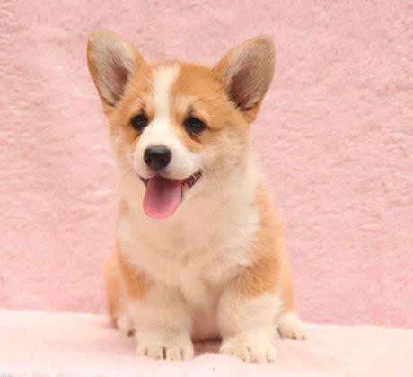 爱心无偿领养短腿威尔士柯基小狗幼犬迷你宠物狗狗