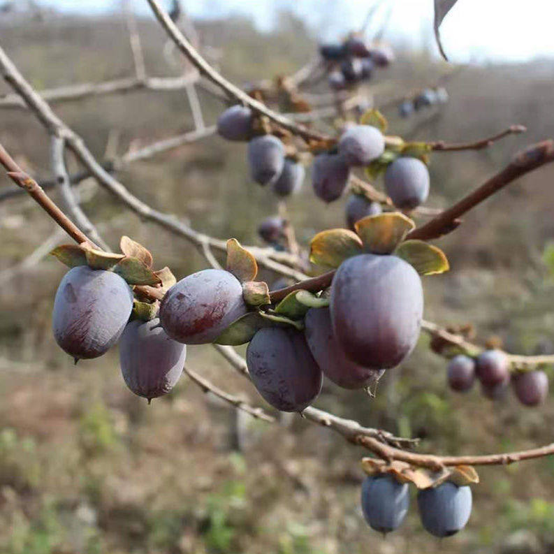 黑枣新鲜零食精品散装无核养生软枣圆枣小柿子柿饼