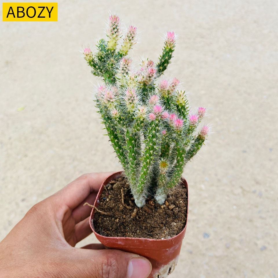 松鼠团扇树仙仙人掌仙人球多植物花卉阳台奇趣绿植