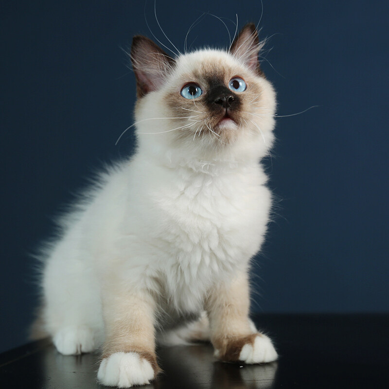 无偿领养暹罗猫咪宠物猫活英国短毛蓝猫银渐层猫咪