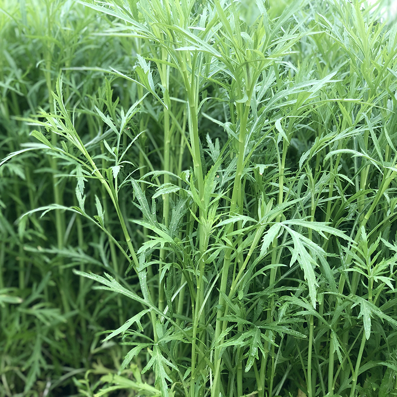 新鲜芦蒿藜蒿黎耗野菜篱蒿泥蒿农家自产3斤其它