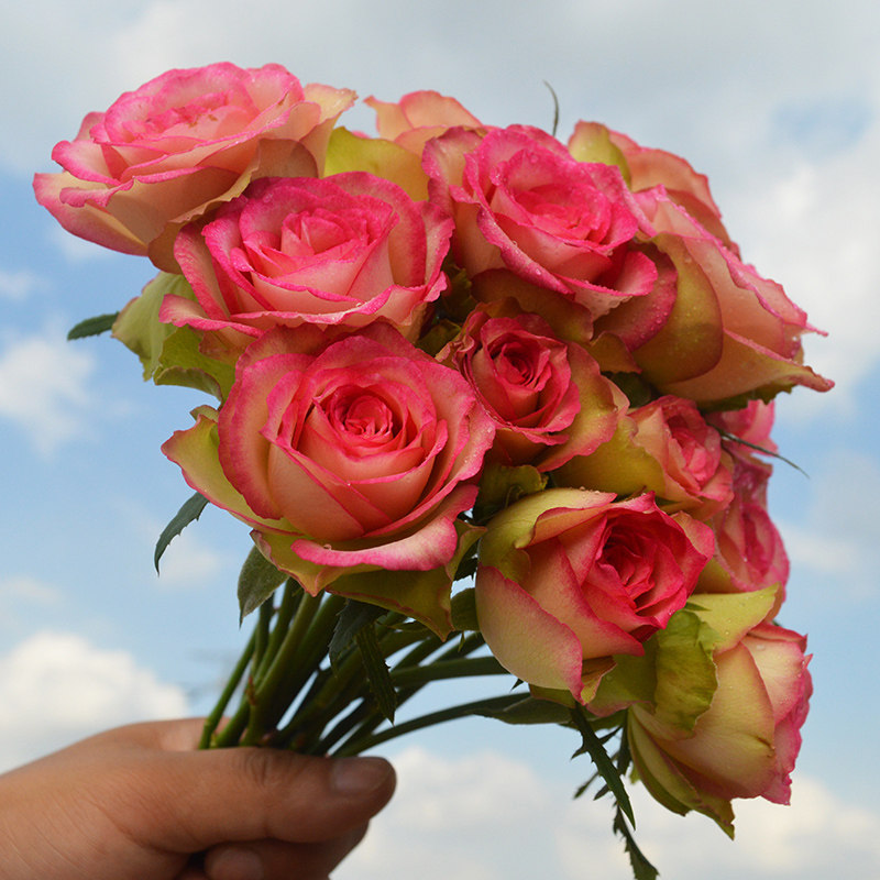 玫瑰玫瑰花茶香香型大花花苗红羽四季庭院阳台时令草本花卉