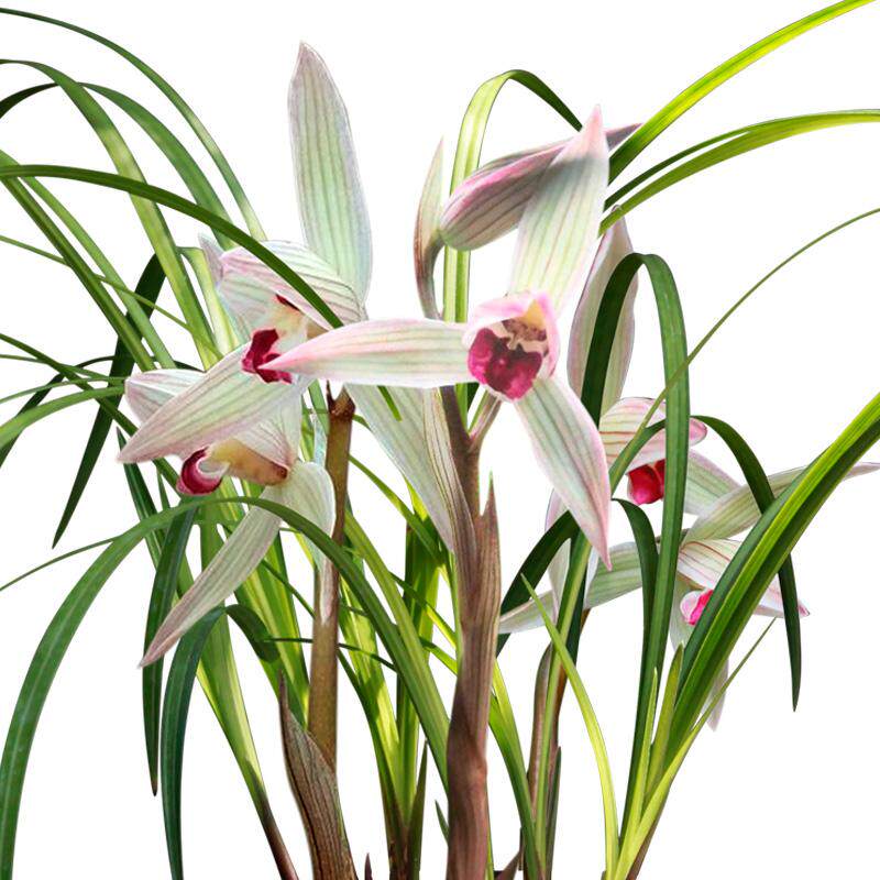 日本ru沁鲜园红舌莲瓣兰色小龙女名贵兰花苗室内花卉