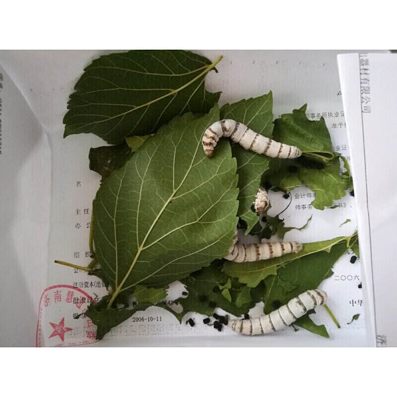 宠物稀有品种蚕宝宝斑马半野三元蚕卵彩色蚕茧蚕茧