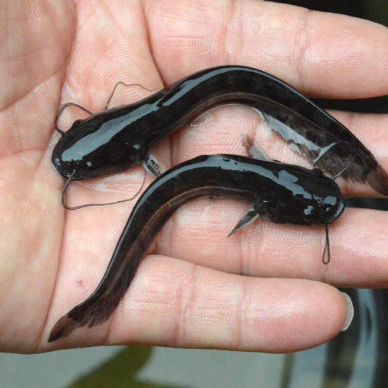 鲶鱼大口鱼苗活体淡水养殖南方观赏土鲶鱼