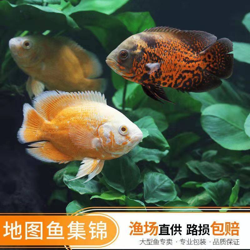 地图图鱼活体中大型热带淡水观赏鱼黑地白地幼苗鱼