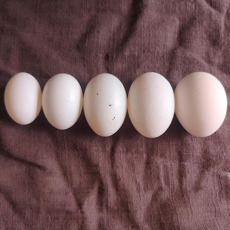 种鸽20枚大个新鲜鸽子蛋顺丰包邮公正宗农家鸽子手机保护套