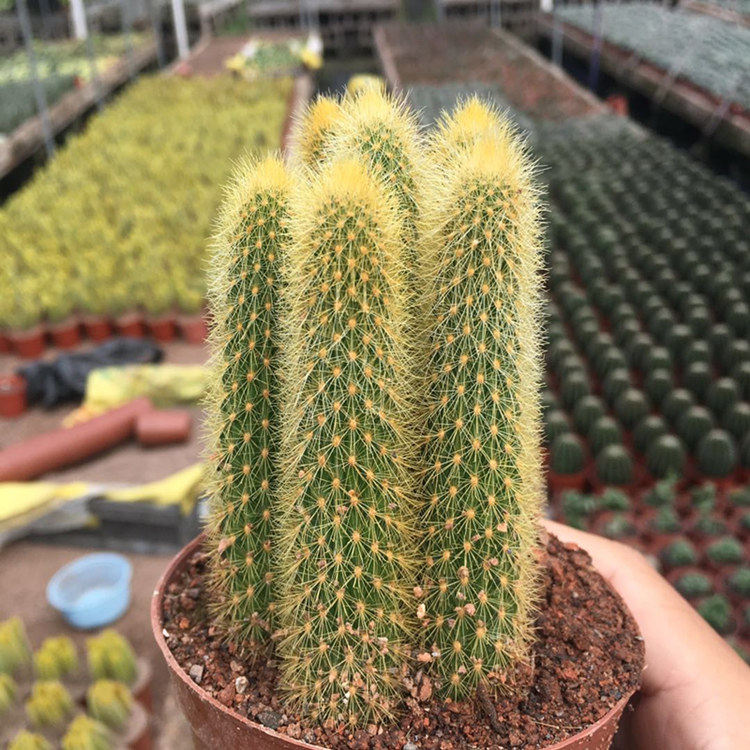 仙人黄金钮黄金条猴尾指开开花仙人掌掌科多肉多肉植物