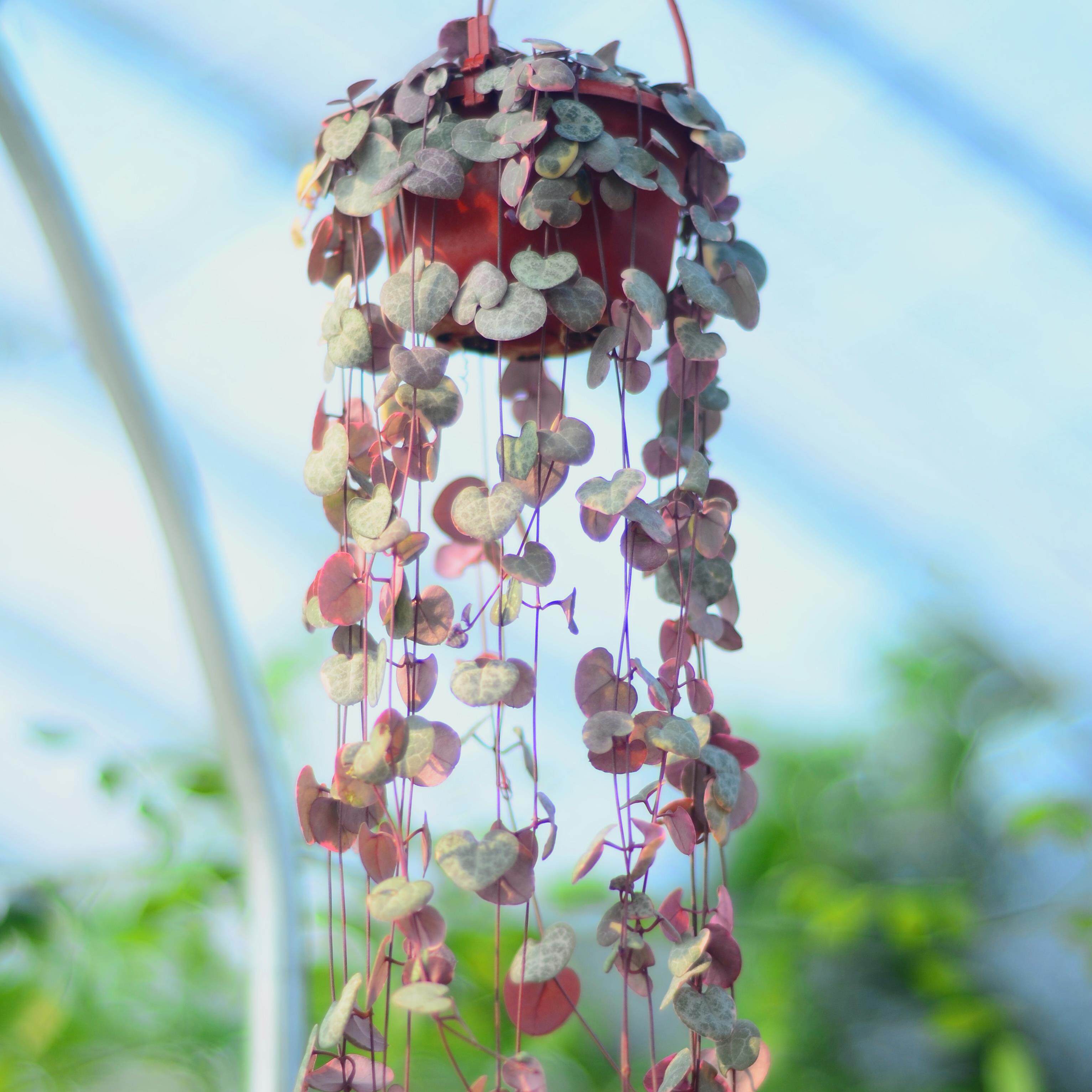 植物爱之蔓锦吊金钱多钱多盆栽心心相印藤蔓垂吊一串多肉植物