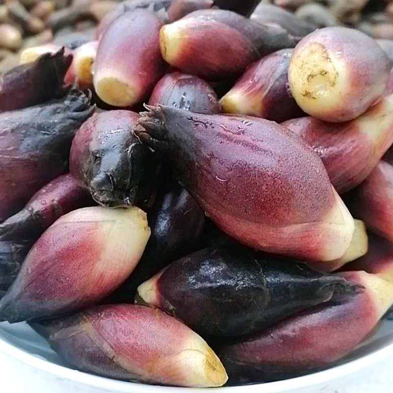 现货洋河野菜5斤蔬菜洋火姜洋火洋霍荷姜笋洋其它