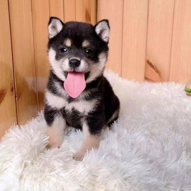 日本柴犬幼犬活体便宜秋田豆好养活