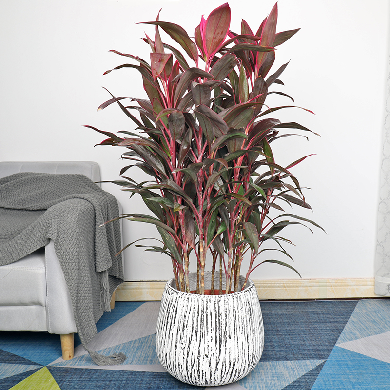 红叶室内易养欧风北欧网红甲醛客厅朱蕉红铁大型绿植