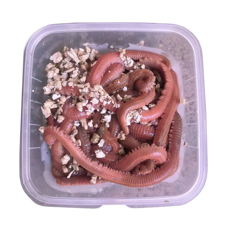 鱼饵鲜活沙蚕万能海钓青红红虫活饵沙虫海蜈蚣活饵