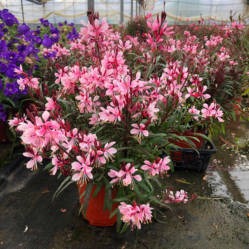 紫叶千鸟花盆盆栽山桃花苗室外庭院花园花镜花卉