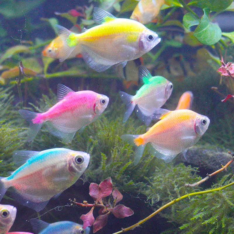 彩裙活体草缸群游鱼小型热带淡水观赏鱼五彩扯旗鱼