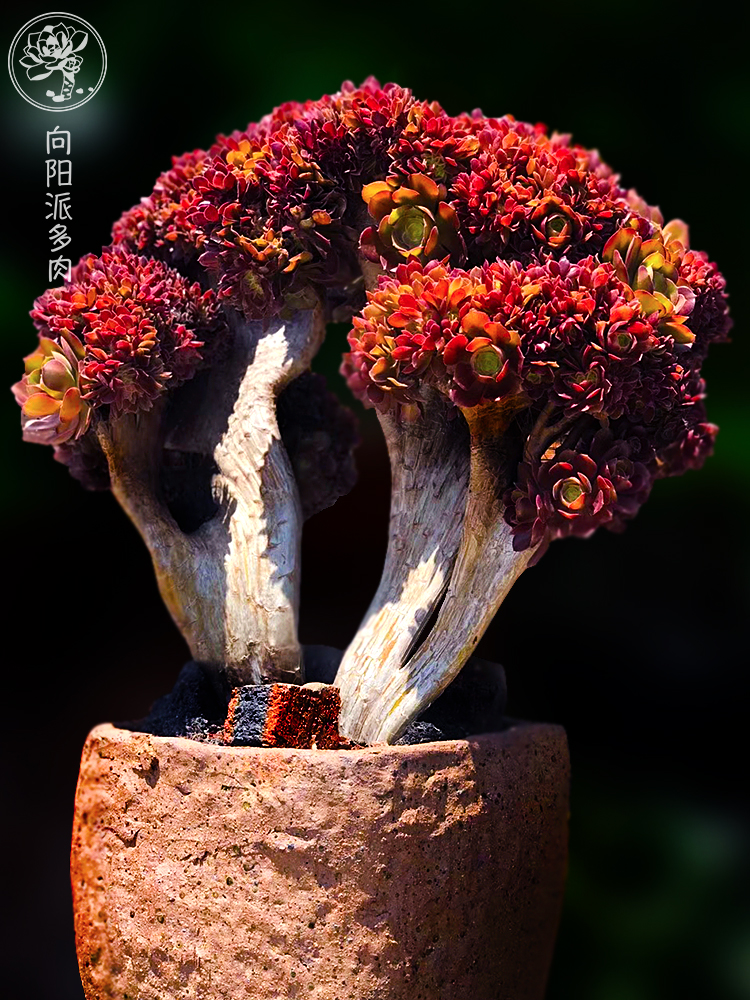 玫瑰法师朵朵缀化板子一物一拍扇型多肉植物多肉植物