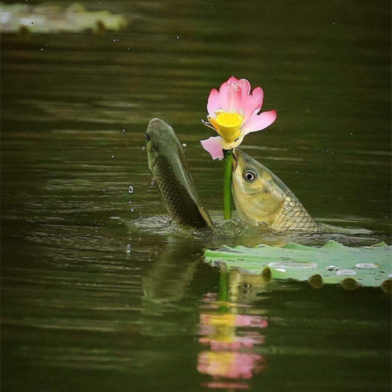 莲子荷花非常莲花种藕鱼池莲蓬河道带芽花卉花卉
