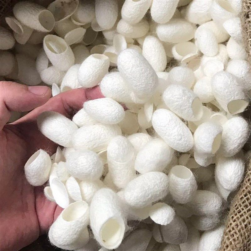 天然蝉茧被子泡茶做皂茧壳片瑕疵出蛾洗脸蚕茧蚕茧