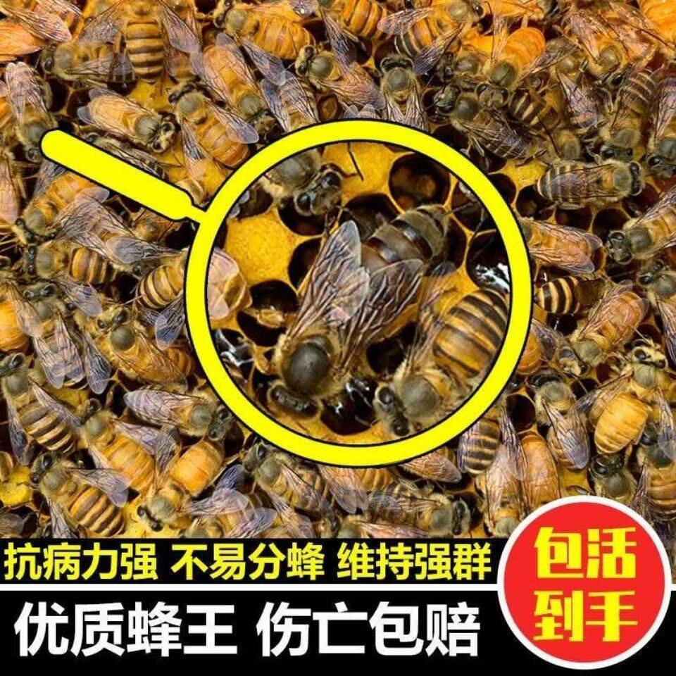 中蜂王种王优质种良种高产蜜蜂蜂王活体产卵王双色杂交处女王