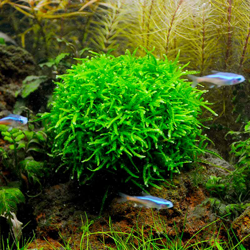 水草莫斯鱼缸造景植物活体水族垂泪大三三角水草