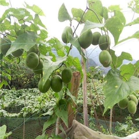 罗汉果罗汉果苗三送广西桂林永福树苗种子藤类果树