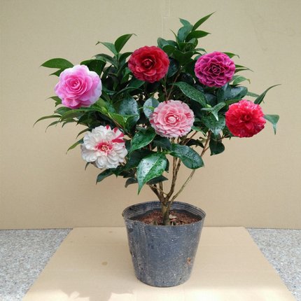 香妃茶花盆栽花苞花卉植物四季开花山茶花树苗时令草本花卉