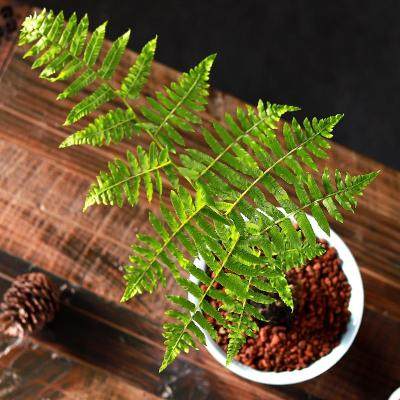 植物一叶禅蕨类盆栽花卉盆景室内老桩绿植摆件绿植