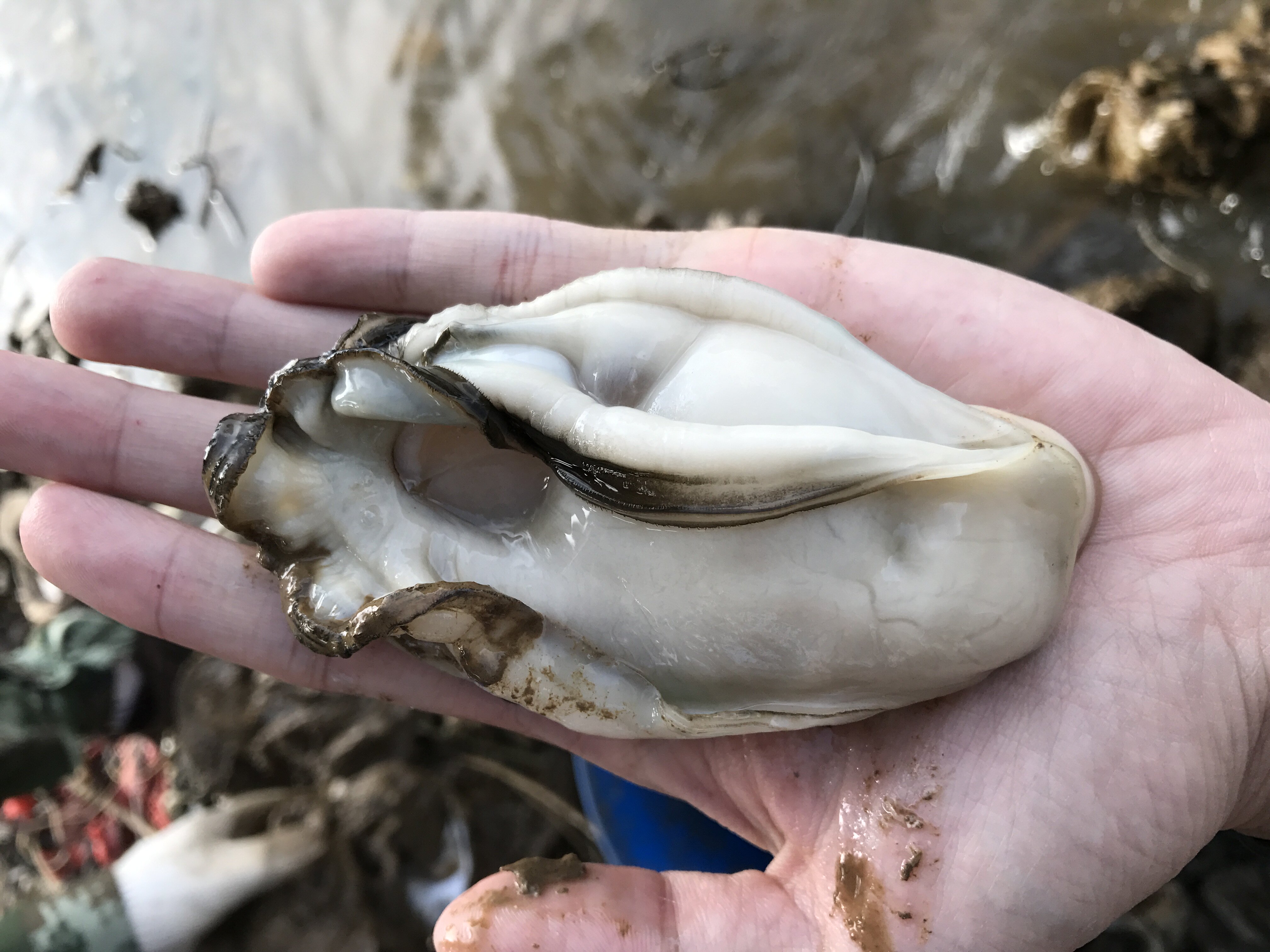 徐新柏500g烤海新鲜牡蛎鲜活海鲜生蚝发货即开生蚝