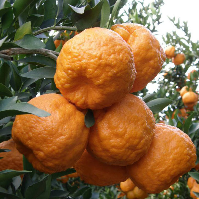 云南大理宾川柑桔椪柑新鲜采摘基地地直当季桔子