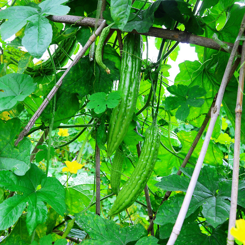 可其山广东新鲜苦瓜5斤应季农家自种蔬菜凉瓜现摘现发营养清热